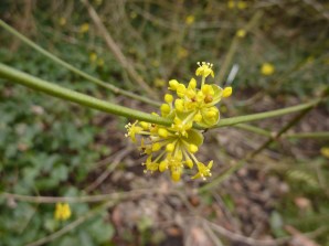 Cornus mas