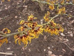 Hamamelis intermedia 'Orange Beauty'