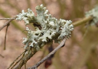 Physcia adscendens (3)