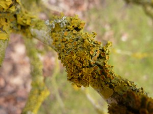 Xanthoria parietina