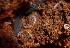 millipedes