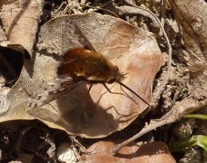 Bombyliidae