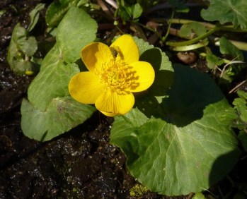 Caltha palustris