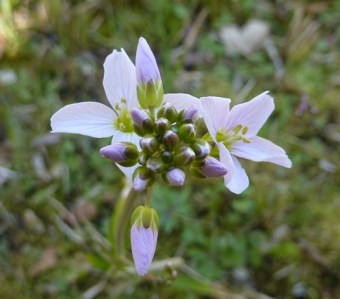 cardamine pratensis