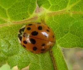 coccinnelle (Copier)