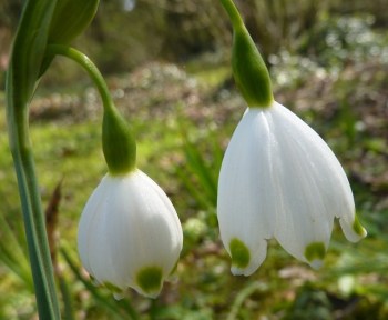 leucojum aestivum
