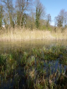 Jardin massart - zone humide