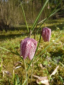 Fritillaria meleagris