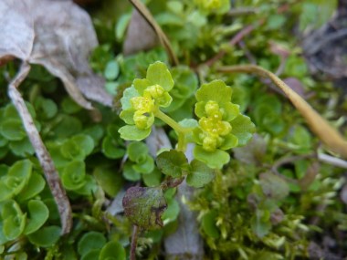 Chrysosplenium oppositifolium