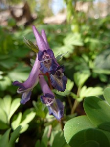Corydalis solida