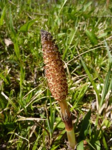 Equisetum telmateia