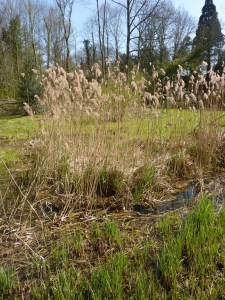 Jardin Massart - zone humide