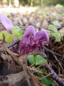 Lathraea clandestina