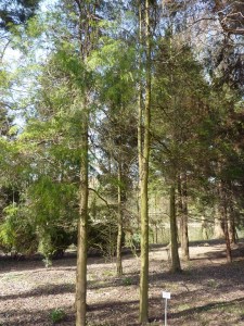 Chamaecyparis pisifera