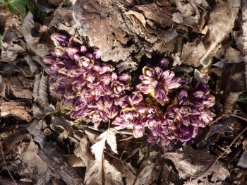 Lathraea clandestina