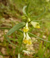 Melampyrum pratense