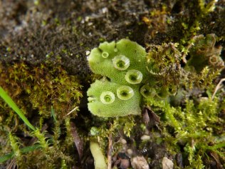 Marchantia thalle
