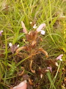 Pedicularis (Copier)