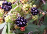 Blackberry_fruits06