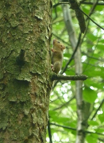 dormouse in tree