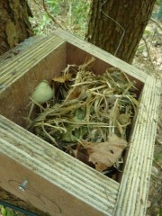 Dormice nest