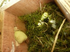birds-dormice nest
