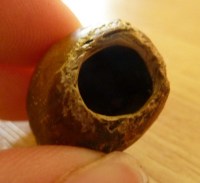 woodmouse nut