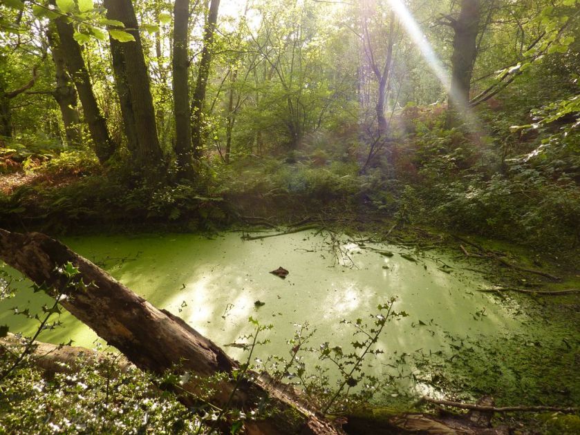 Mysterious woodland pond