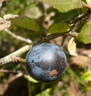 sloe