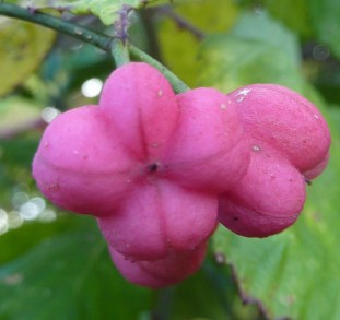 euonymus