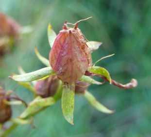 Hypericum perforatum