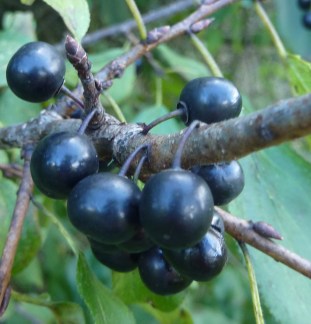 Rhamnus cathartica