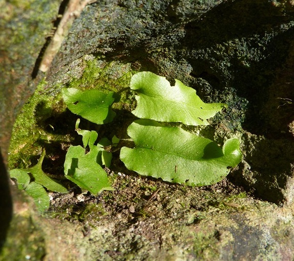 Asplenium scolopendrium