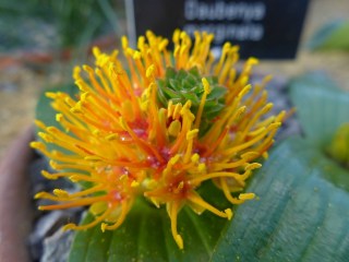 Daubenya marginata (Copier)