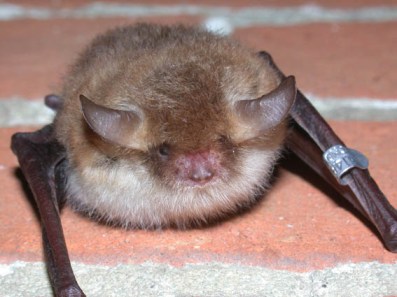 Natterer's Bat © University of Bristol