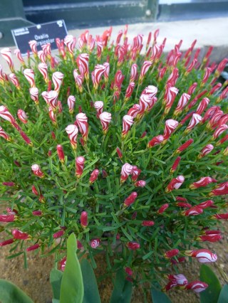 Oxalis versicolor (Copier)