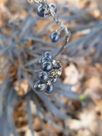 Ophiopogon planiscapus 'Nigrescens'