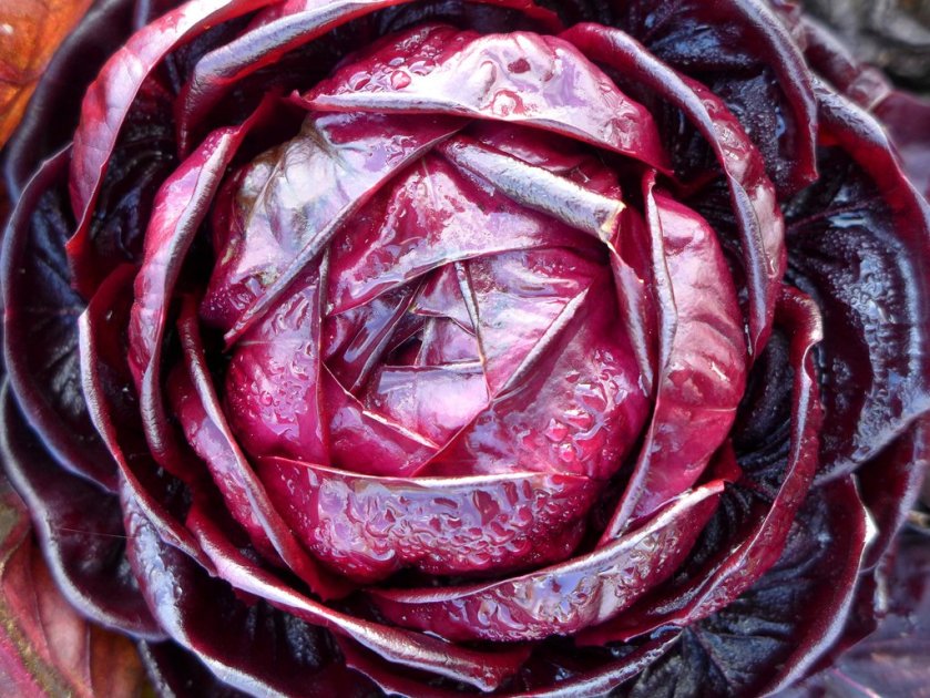 Red cabbage