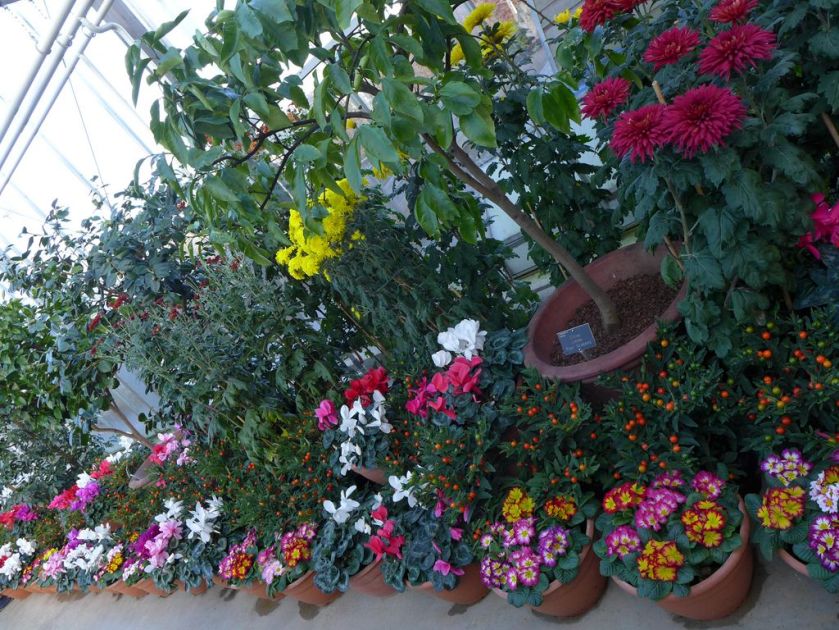 Primroses, Cyclamens, Chrysanthemums and Citrus trees