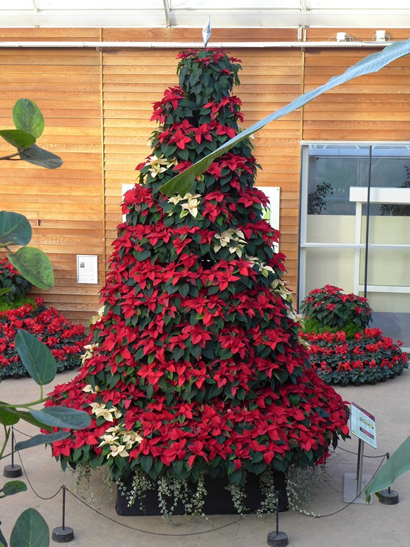 Christmas tree at RHS Wisley