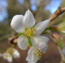 Prunus praecox