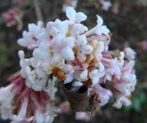 Viburnum x bodnantense 'Dawn'2