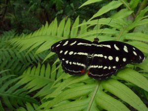 800px-Orange-banded_shoemaker_butterfly_Female