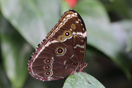 Blue morpho