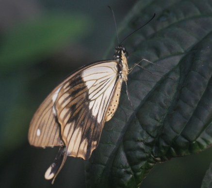 african swallowtail