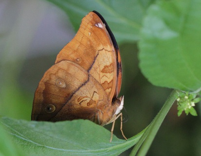 indian leafwing