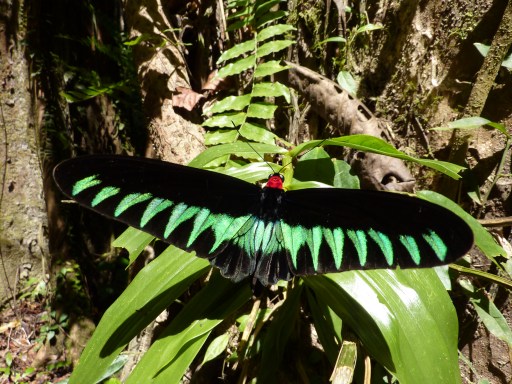 Rajah Brooke Birdwing