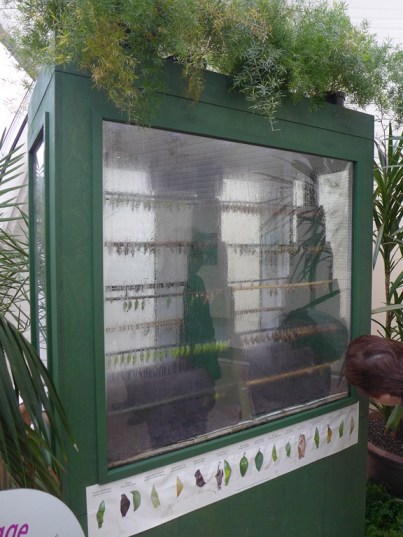 Emergence room at Wisley