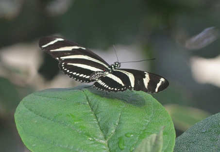 Zebra longwing