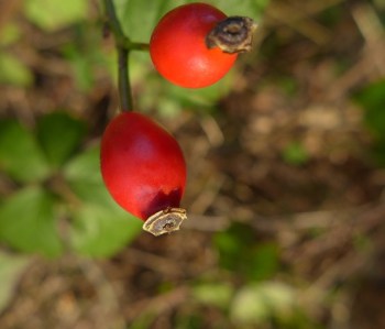 rosehip